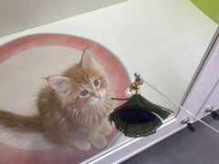 -青奢宠物·青奢猫舍