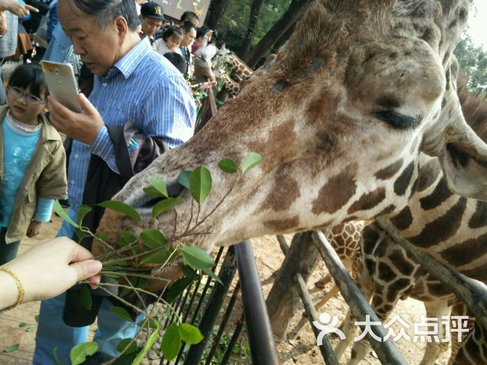 廣州動物園喂長頸鹿圖片 - 第170張