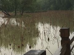 -大湾区中央湿地公园
