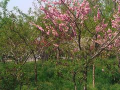 IMAG1038-南汇桃花村