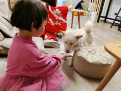 -柴迷FANS CLUB·柴犬狗咖·猫咖
