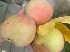 -南汇水蜜桃采摘(大团店)