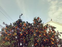 -莲花岛景区