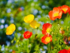 -上海共青森林公园