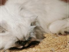 -猫儿山۰猫主题餐厅