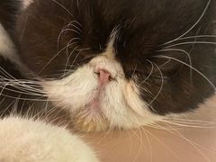 -猫儿山۰猫主题餐厅