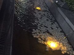 -汉堡王(嘉定宝龙城市广场)