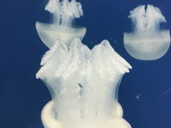 -迪拜水族馆及水下动物园