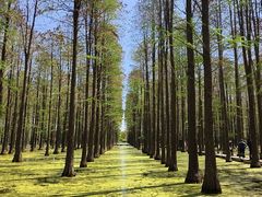-渌洋湖湿地公园