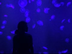 -暹罗海洋世界