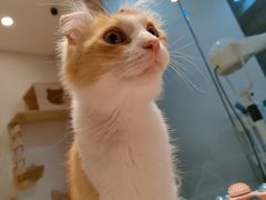 -momokira米努特·德文卷毛猫·棉花面纱犬