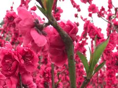 -上海市龙华烈士陵园