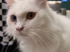 -飞行喵MR PILOT|猫舍·猫咖(静安大融城店)