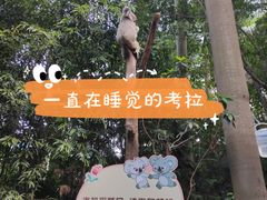 -广州长隆野生动物世界