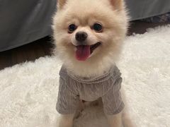 -宠物梦想家(日月豪庭店)