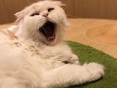 -猫和宫(六道口店)