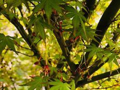 -济南国际园博园