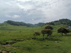 -关山草原