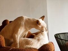 -Cappucimeow猫咪咖啡馆(韦伯时代店)