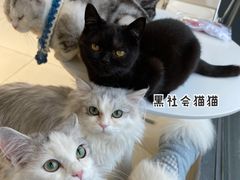 -怪兽屋·羊驼·猫咖·狗咖(俊华广场店)