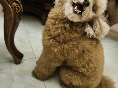 -宠颐生猫科·内科皮肤科(西平世纪城店)