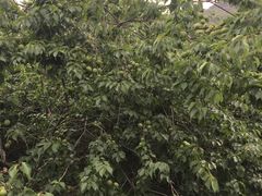 -广州市流溪河国家森林公园