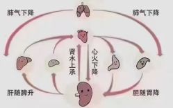 -赵大夫减肥