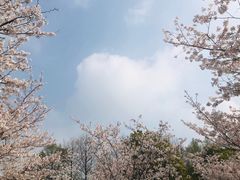 -顾村公园