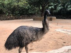 -深圳野生动物园