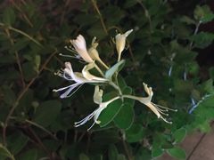 -谷咖啡·鲜花绿植花园餐厅