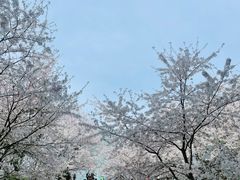 -南山植物园