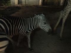 -清迈夜间动物园
