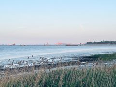 -上海吴淞炮台湾国家湿地公园
