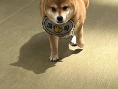 -逗柴咖啡屋·狗咖猫咖宠物桌游