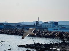 -烟墩角天鹅湖