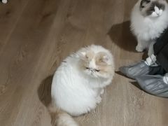 -MOCHA明星猫咖(田子坊店)