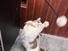 -福尔喵斯探案馆实景搜证·沉浸式剧本杀
