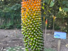 -中国科学院西双版纳热带植物园
