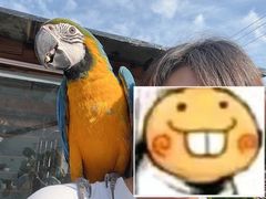 -吉丁鸟咖·异宠·寄养