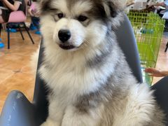 -Let's go狗咖·猫咖·奶狗·桌游(春熙路IFS店)
