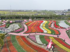-荷兰花海