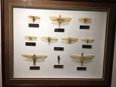 -上海昆虫博物馆