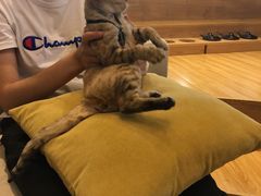 -啵啵喵·猫咖(攀华国际店)