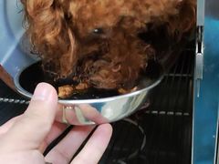 -艾贝尔宠物诊疗