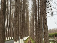 -黄海国家森林公园