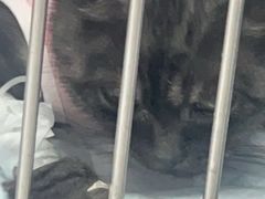 -达爱动物医院·犬猫分区·CT·复杂眼科(远洋山水分院)