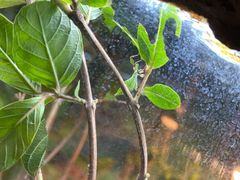 -上海大自然野生昆虫馆(东方明珠·爬宠昆虫探索中心)