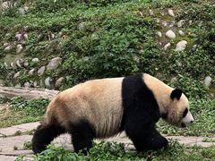 -卧龙中华大熊猫苑神树坪基地