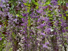 -天适樱花悠乐园