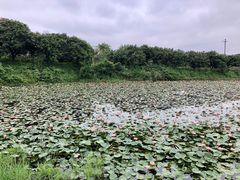 -松山湖梦幻百花洲